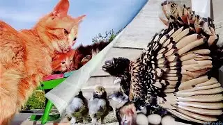 Тетя Клуша: 
