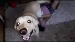 love Dogs ❤❤