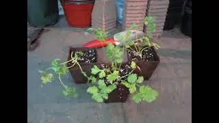 LITFM Garden Shorts - I got Cilantros in different area codes