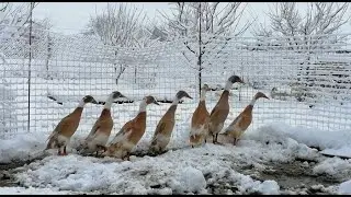 Снежная сказка - редкое явление для Кубани. 21 января 2024.