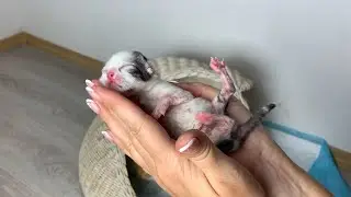 Новорожденному котенку нужна помощь