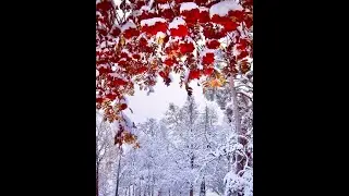 Очарование России
