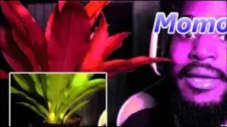 Coryxkenshin momo theme song