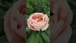 пион PASTELORAMA