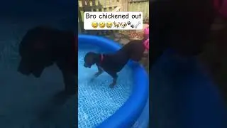 So close!!! 🐶🐾🦴 #viral #cutepets #fypシ゚