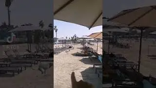 Собака на пляже! 