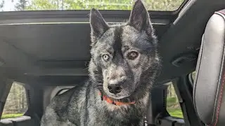 Taking My Dog to the VET!