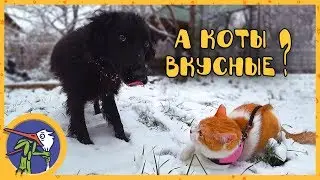 Ryzhik, Gaffi and Nochka walk on the first snow