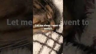 Beluga cat meme