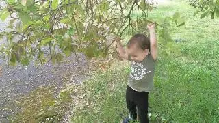 В поисках яблок