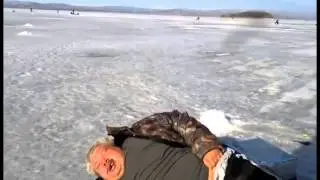 Морж