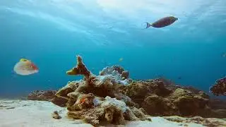 Underwater Photography Of Marine Life | Copyright Free Footage Full HD