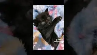Моя любимка #kitten #афина #cat #pets #catlover #kitty #cute #love