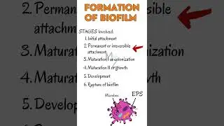 Stages of Biofilm Formation in Microbiology 