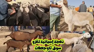 نعجة إسبانية ومغربية تغزو سوق خميس تاوجطات لحوالى وماعز ونعجة 2024/07/11
