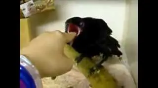 Злой как собака!