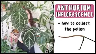 ANTHURIUM INFLORESCENCE EXPLAINED + How To Collect The Pollen