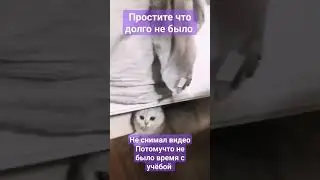 #кот #cat