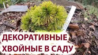 Декоративные хвойные в своем саду