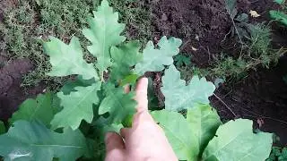 How to grow an oak tree from an acorn