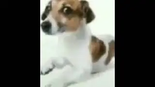 Сука ты конченая, Козлина ты ёбаная блять 