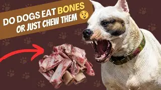 Do Dog Eat Bones Or Just Chew Them