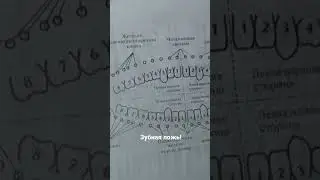 Зубная ложь! Связь зубов с внутренними органами. 