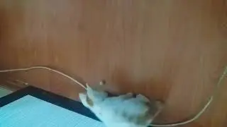 yabani kedi evcilleştirilmesi