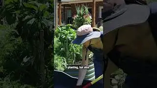 Succession Planting Sweet Potatoes After Carrots