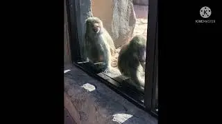 I went to the Phoenix zoo in Arizona it was so much fun :D