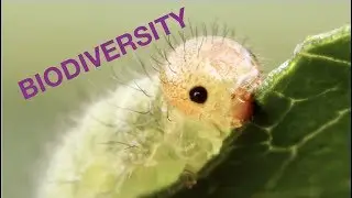 The most biodiverse VIVARIUM on the internet? 7+ ant and termite colonies & much more!