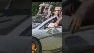 Ержан кайфует | 