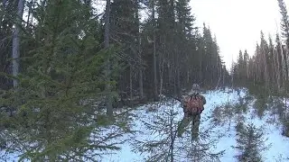Поход за рябчиками. Охота с манком на рябчика