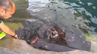 Manta Sebastián valle gran rey