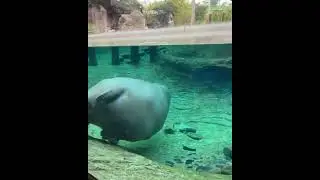 Funny videos
