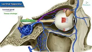 Anatomy of lacrimal apparatus Animation - USMLE Step 1