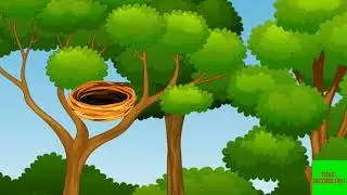 bird nest/tuni bird nest/bird nest green screen/no copyright