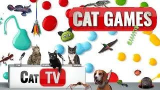 CAT Games | Ultimate Cat TV Compilation Vol 66 | 2 HOURS 🐝🐞🦋🦎🦜🐜🐭🧵