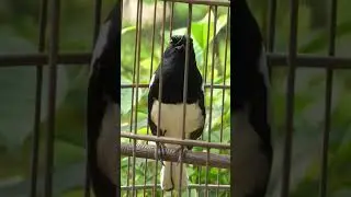 #birds