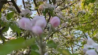 Стих: доверие Богу( жизнь наша в Его руках)