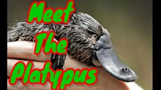 Meet The Platypus.