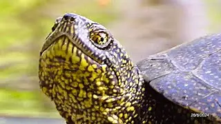 2024/6/28, в 17.35: Черепахи на брёвнах в воде на Лесном пруду солнечным нежарким вечером в Заречном