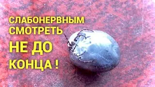 ДРУГОЕ МОЛОКО В ДРУГОЙ ДЕРЕВНЕ!!! чудо природы, клещище на голове!