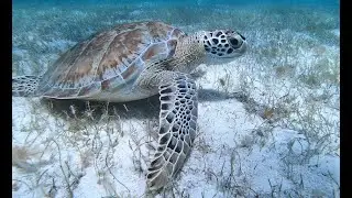 Snorkeling à St Vincent & Les Grenadines