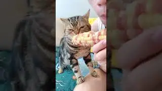 Обалдевший кот