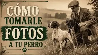 como tomar fotos a mi perro profesionales como le tomo fotos a mi perro  trucos y consejos