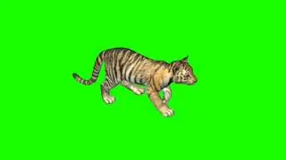 Tiger cub! Green screen video! No copyright! Use free!