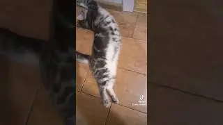 Спать, это что-то невероятное... Смешное короткое видео с котиком.