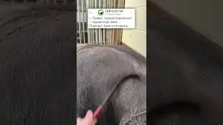 ВЕЖЛИВЫЙ ЁЖИК🤣 #юмор #анекдоты #приколы