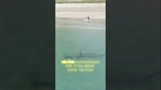 why hammerhead sharks have hammer-shaped heads!!!
